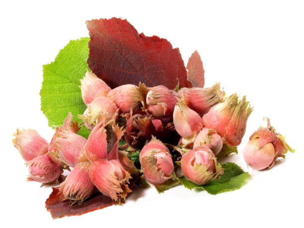 istock Organic Hazelnuts with Hazelnut Leaves on white Background 2060647121