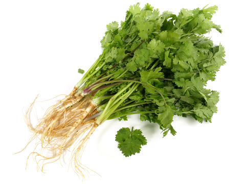 Cilantro Roots with Leaves on white Background - Isolated