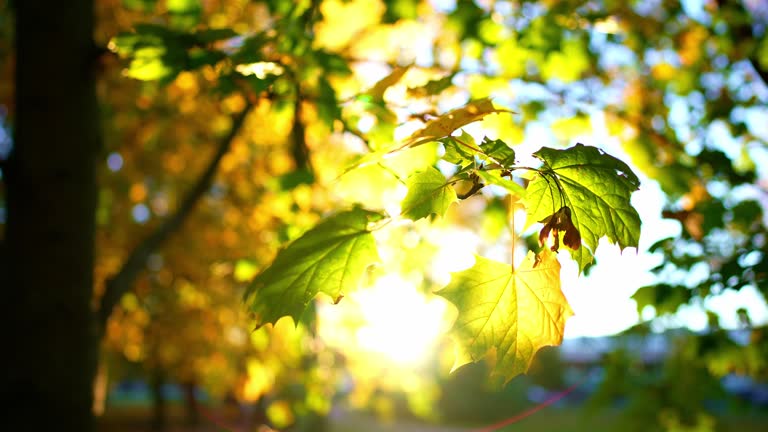 Close up view of tree branches with yellow and green maple leaves. Park with trees at background blue sky. Autumn leaves sway in wind and fall to ground. Beauty outdoors nature landscape in sun rays.