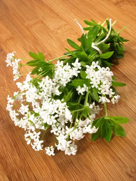 Fresh Woodruff with Blossoms on wooden Background