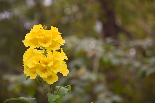 A beautiful yellow flower bunches in garden at ahmedabad ,gujarat, india. Morning freshness with nice fragrance.