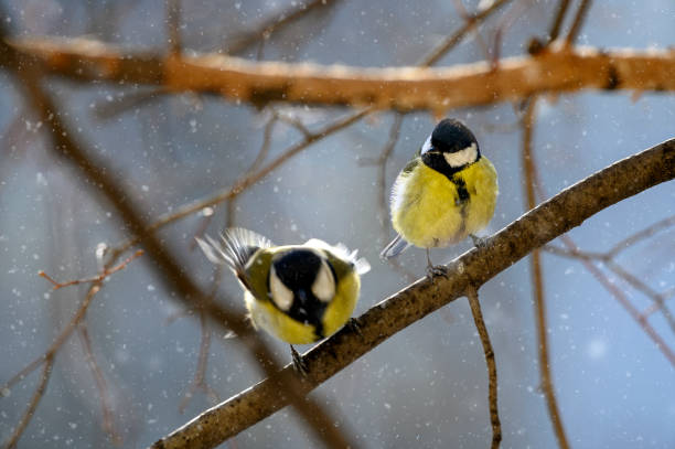 istock Great tit in winter sitting on branch in falling snow 2060674936
