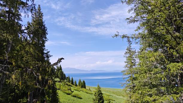 istock Trees and a lake in the distance 2060679699