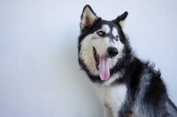 istock Husky dog with open mouth 2060681833
