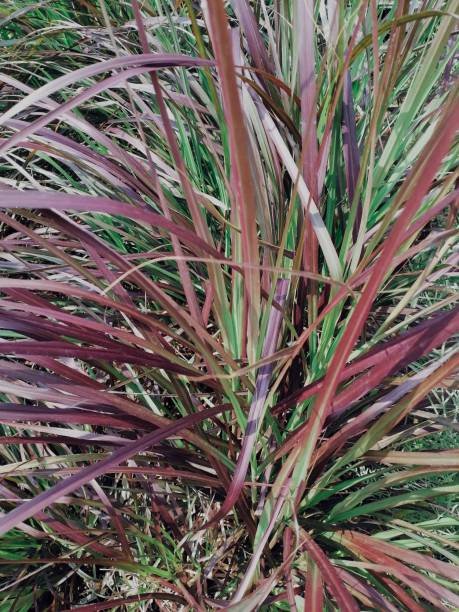 istock Red vetiver leaves background or texture 2060682380