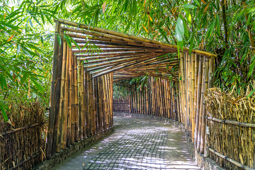 Bamboo Forest and Bamboo Tunnel Background