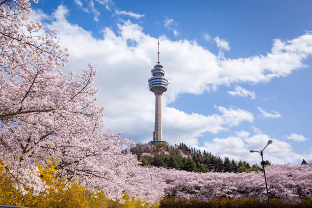 Cherry blossoms blooming in spring at E-World 83 Tower a popular tourist destination. in Daegu,South Korea.