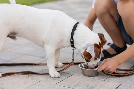 Drinks water purebred Jack Russell terrier dog in a bowl to his on a little boy walk in the city. Animal care, care, pet health, rabies. Thirsty dog is drinking water from from his bowl outdoors