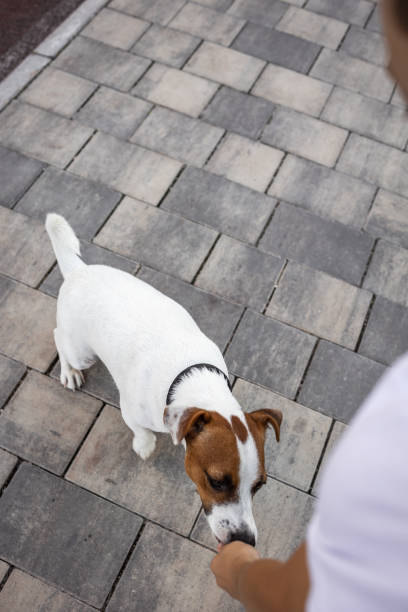 istock Little boy feeding dog with palm in park 2060694102