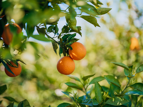 Orange - Fruit, Orange Color, Fruit, Orange Tree, Tree