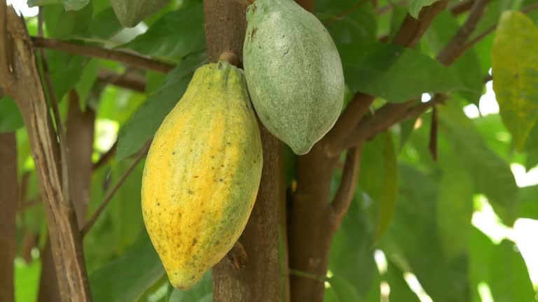 Yellow Cacao pods grow on trees. Ripe cacao fruits, There are many ripe cacao fruits all over the tree. plant cocoa fruit plantation,4k video