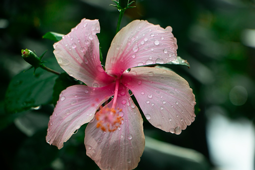 Beautiful flower of hibiscus rosa flower blooming in the garden