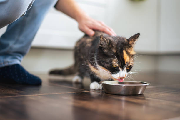 istock Pet owner feeding his cat 2060699469