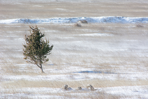 A lone juniper bush on a snowy blizzard in steppe area