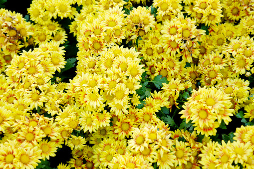 yellow chrysanthemum tree yellow flower background.