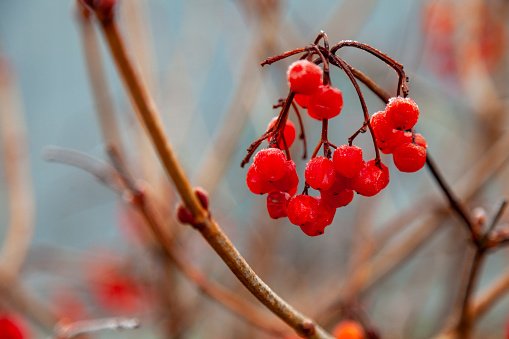 Frozen red viburnum berries on a semi-blurred background.