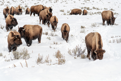 Bison or buffalo marching through snow toward camera in Yellowstone Park of Wyoming in western USA of North America.