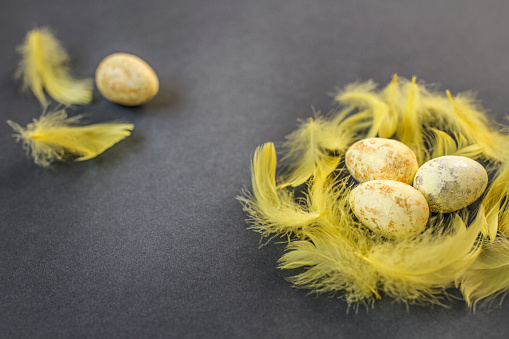 Easter eggs in nest on dark gray background with yellow feathers around. Copy space. Flat lay. Top view. Easter concept.