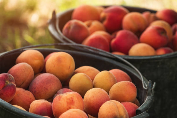 Ripe apricot fruit in plastic bucket on organic orchard ground, selective focus
