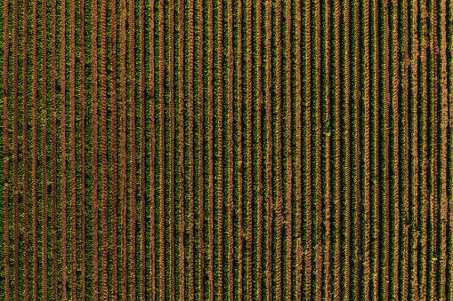 Rows of soybean crops in field forming striped pattern, aerial shot from drone pov directly above