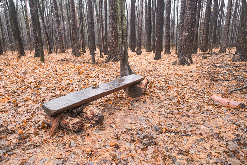 bench made of wood in the autumn forest among fallen leaves in the rain