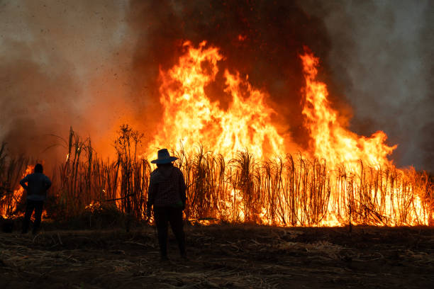 istock Human burning of forests leads to global warming and climate change. 2060736766