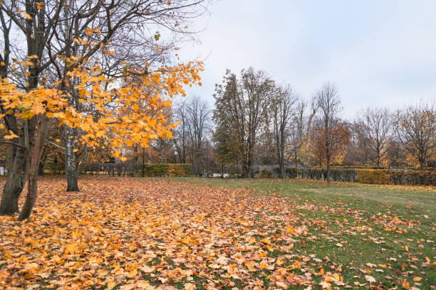 istock maple with yellow leaves in an autumn park 2060736818