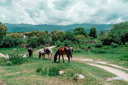horses in brown and black colors feeding in mountains