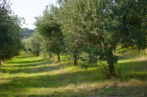 Tuscany is considered the leading producer of extra-virgin olive oil in the world. This region in Central Italy is blessed with luscious olive groves and rolling vineyards, growing several types of olives. You'll often hear Tuscans refer to extra-virgin olive oil (EVOO) as oro verde (“green gold”).