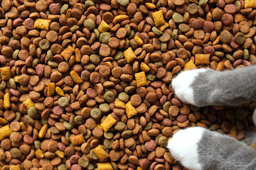 Dry food for cats and dogs in a yellow and red bowl on  cement background.Vitamins and nutrients for good health and pet energy.