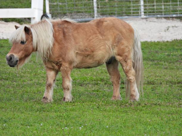 istock Palomino Miniature Horse (Equus ferus caballus) standing on the grass 2060747415