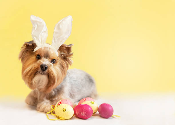 istock Happy dog wearing bunny ears, celebrating Easter holiday. 2060749060