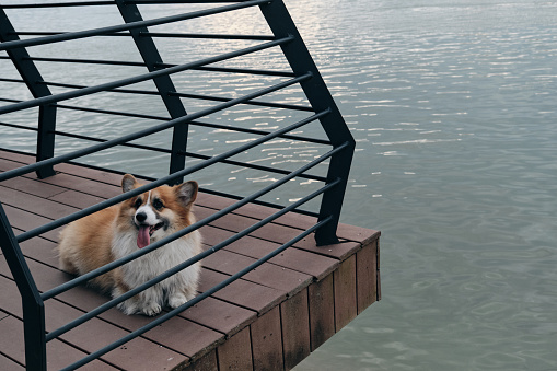 Charming red fluffy Welsh corgi Pembroke is like a fox. A purebred happy dog on the embankment poses near the river lying on the bridge