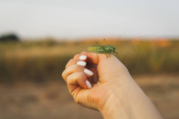 grasshoppers hide in the leaves