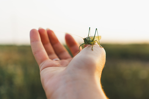 Meadow grasshopper on female hand. Beautiful summer photo