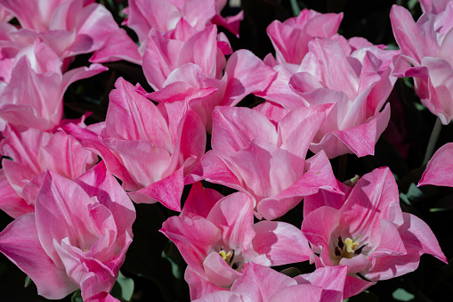 Pink Tulip flowers