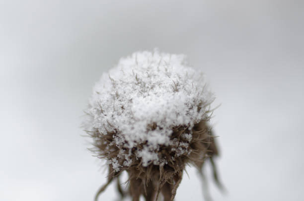 winter plants with snow.