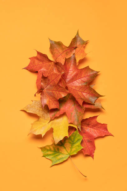 istock Seasonal background 2060755093