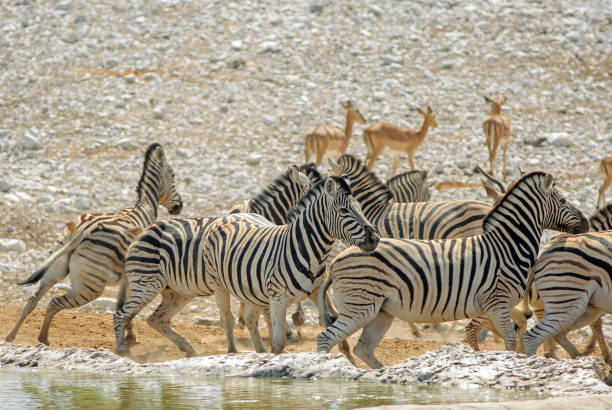 herd of drinking zebras standing in a row at waterhole in the etosha national park