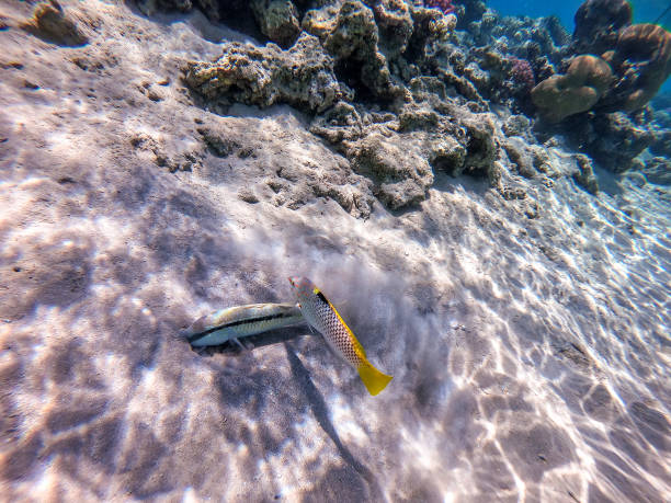 Forsskal goatfish (Parupeneus forskali) and Checkerboard wrasse (Halichoeres hortulanus) on sand sea ​​bottom at the Red Sea coral reef. Tropical Forsskal goatfish known as Parupeneus forskali and Checkerboard wrasse known as Halichoeres hortulanus underwater on sand sea ​​bottom at the coral reef. Underwater life of reef with corals and tropical fish. Coral Reef at the Red Sea, Egypt. halichoeres hortulanus stock pictures, royalty-free photos & images