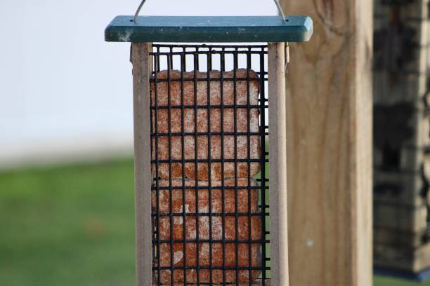 suet feeder - sunflower seed bird seed dried food healthy eating fotografías e imágenes de stock