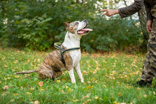 A Staffordshire Terrier is being trained in an outdoor park, engaging in obedience exercises, playful activities, and focusing on the trainer's commands.