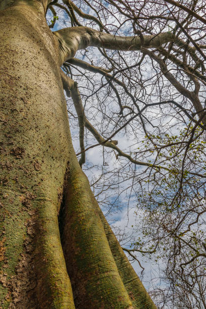 Ceibo tree at dry forest, san eduardo hill, guayaquil, guayas province, ecuador