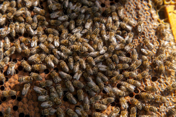 istock Working bees in a hive on honeycomb. Bees inside hive with sealed and open cells for their young. 2060757546