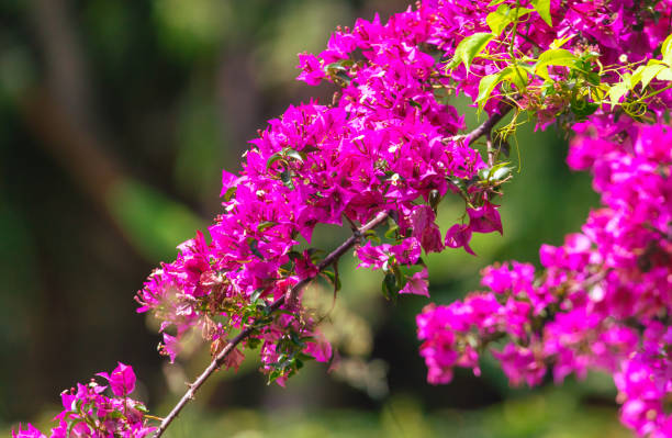 istock Pink flowers on plants in the park. Nature 2060757607