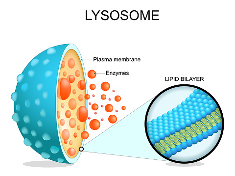 Lysosome anatomy. Cross section of a cell organelle. Close-up of a Lipid bilayer membrane, hydrolytic enzymes, transport proteins. Autophagy. Vector illustration