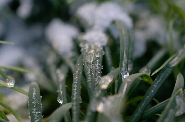 ice on green blades of grass.