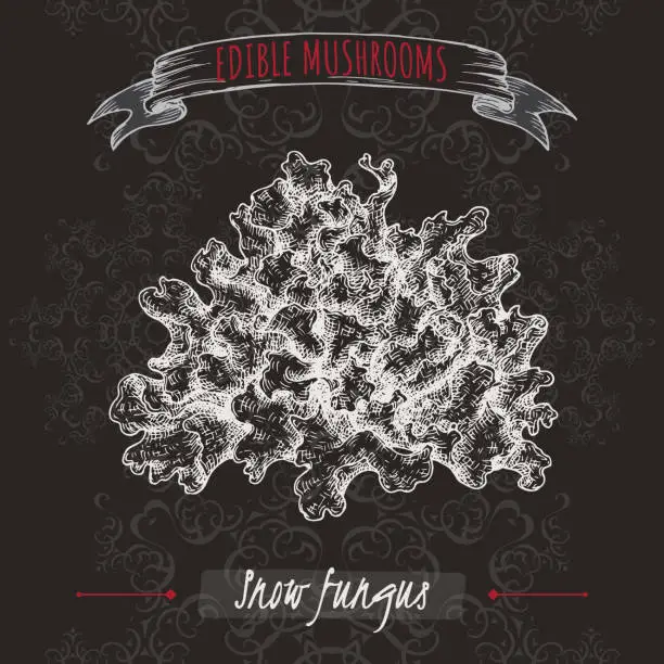 Vector illustration of Tremella fuciformis aka snow fungus sketch on black background. Edible mushrooms series.