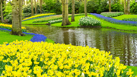 Daffodils on the river bank scenic photo. Stunning landscape design of Keukenhof garden. Fairy landscaping idea. Beautiful garden photo with spring flowers. Water pond landscape design for parks.