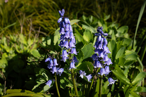 Close up of Spanish bluebell flower